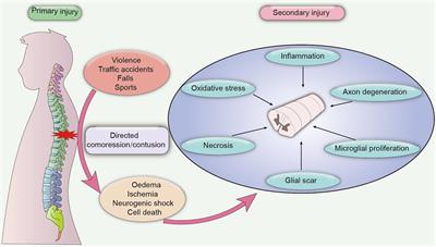 Endocrine Therapy for the Functional Recovery of Spinal Cord Injury